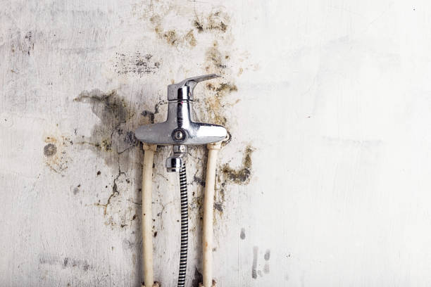 Best Affordable Mold Removal  in New Carrollton, MD