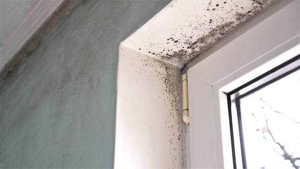 Best Commercial Mold Removal  in New Carrollton, MD