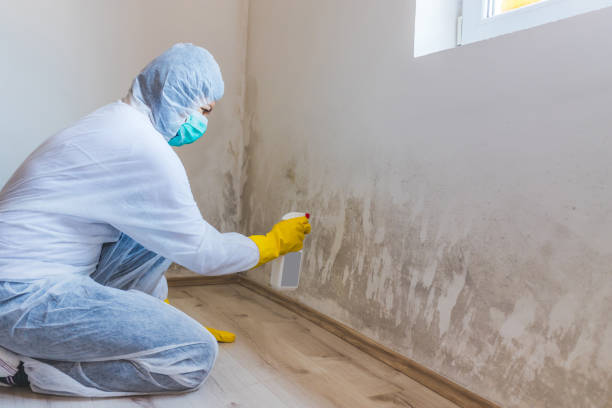 Certified Mold Removal in New Carrollton, MD