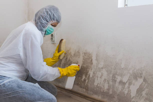 Best Attic Mold Removal  in New Carrollton, MD