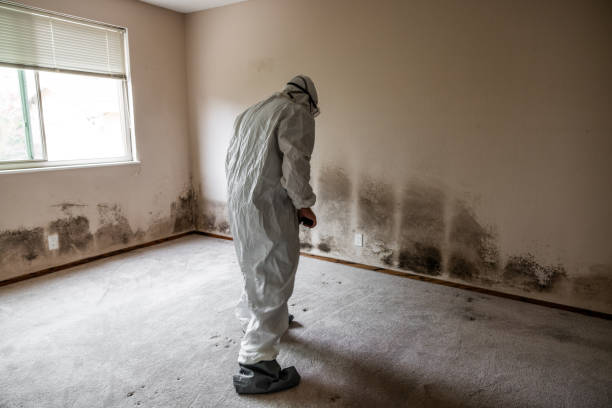 Mold Removal Process in New Carrollton, MD