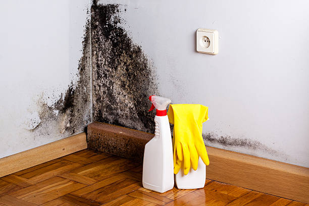 Best Fast Mold Removal  in New Carrollton, MD