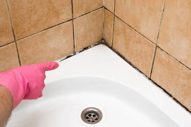 Best Mold Testing  in New Carrollton, MD