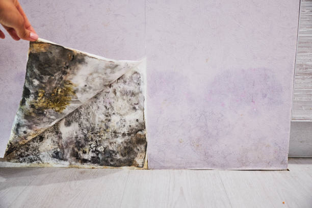 Best Fast Mold Removal  in New Carrollton, MD